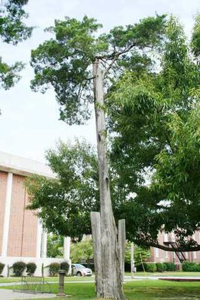 Lafayette Cedar