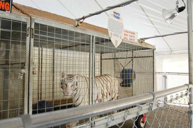 Jungle Safari - White Tiger
