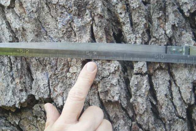 Post Oak with a healthy 51 inch circumference at over 200 years of age