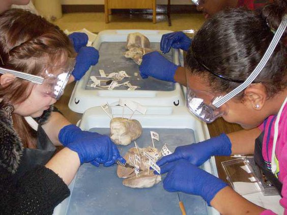 Biomed dissection