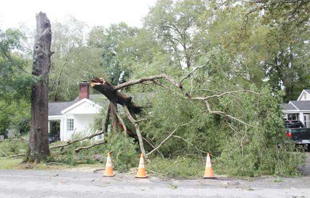 Cantey Parkway Tree Web