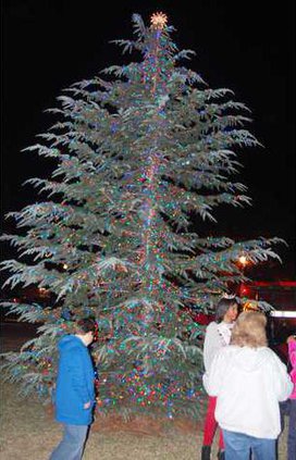 Tree Lighting - Tree