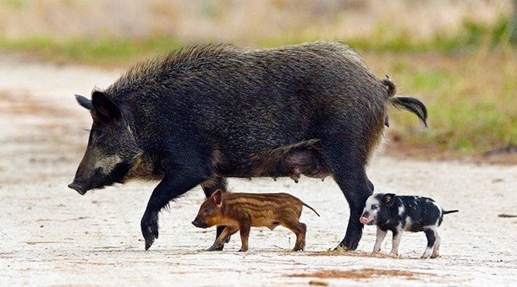 Feral Hogs