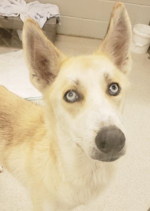 Koda