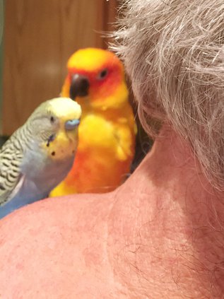 Birds on a Shoulder