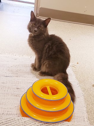 Cat - Plankton