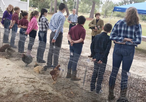 Poultry Show (W)