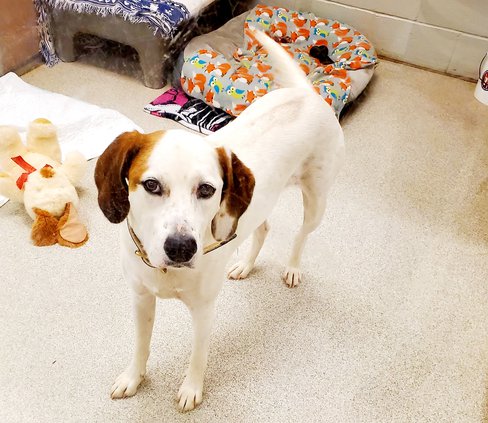 Pets - Dogs - Jasmine