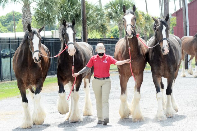 Clydesdales